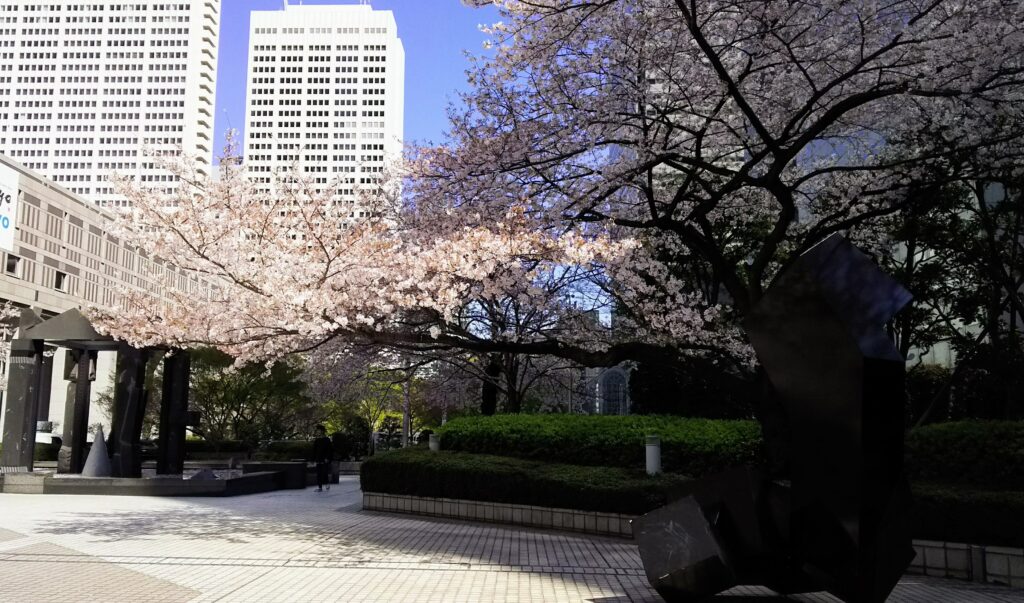 都庁ふれあいモールの桜