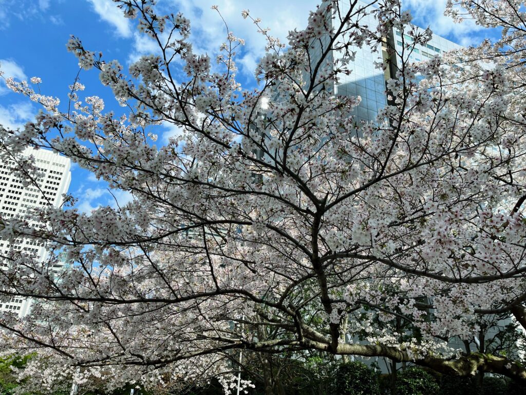 東京都庁ふれあいモール　
桜