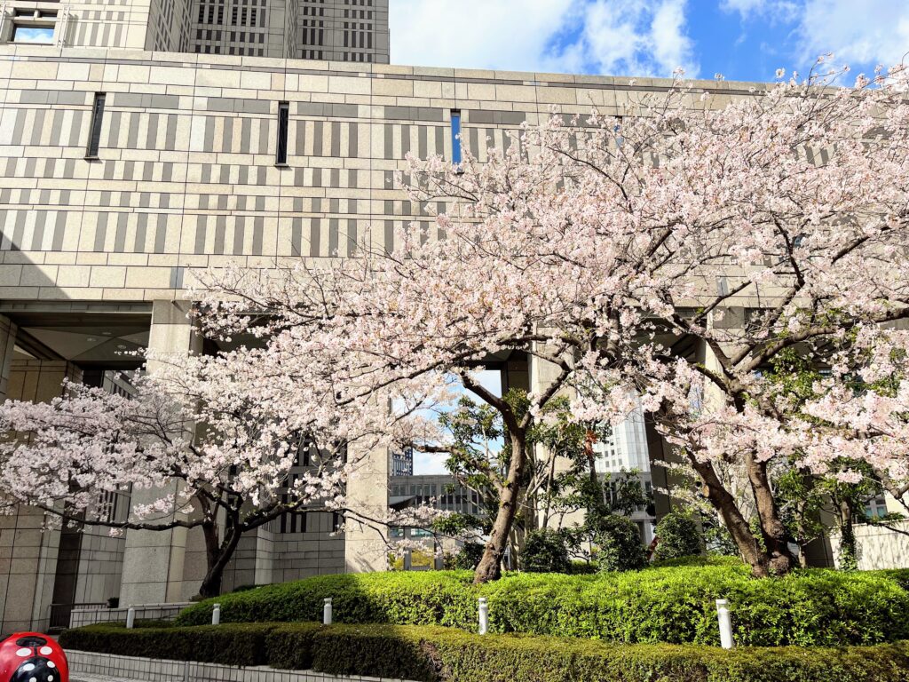 東京都庁ふれあいモールの桜