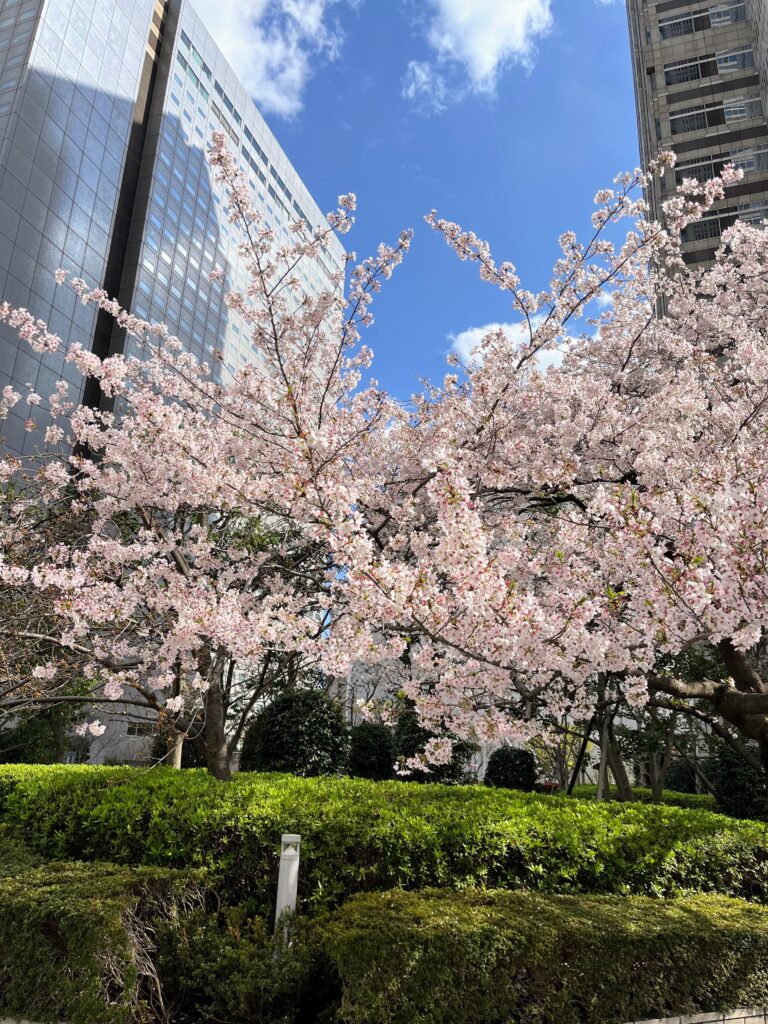 都庁ふれあいモールの桜
